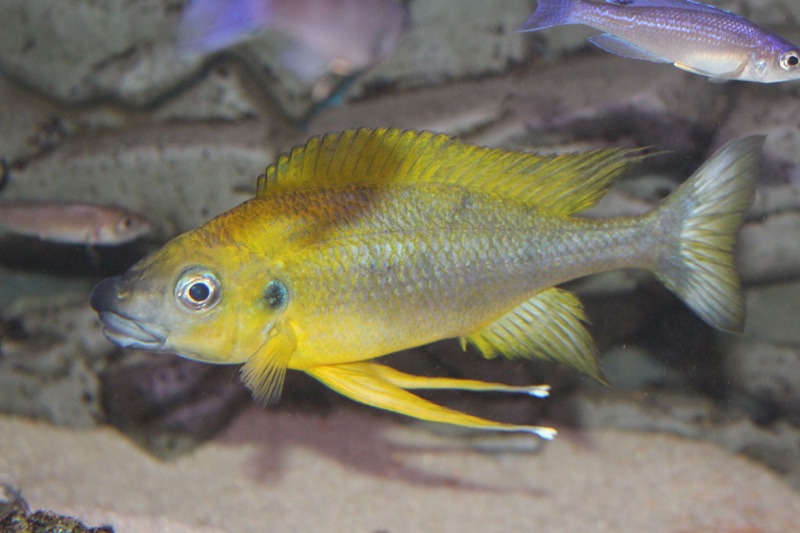 Ophthalmotilapia nasuta 'Mukosa'